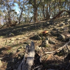 Phlebopus marginatus at Tuggeranong DC, ACT - 15 Apr 2020 12:43 PM