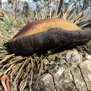 Phlebopus marginatus at Tuggeranong DC, ACT - 15 Apr 2020 12:43 PM