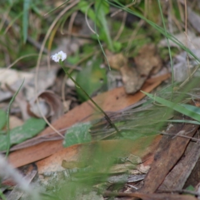 Lagenophora stipitata at Mongarlowe, NSW - 15 Apr 2020 by LisaH