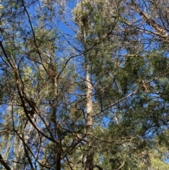 Cupressus sp. (A Cypress) at Mongarlowe, NSW - 15 Apr 2020 by LisaH