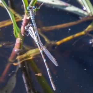 Austrolestes leda at Stromlo, ACT - 15 Apr 2020 01:08 PM