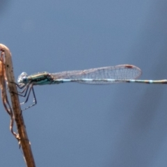 Austrolestes leda at Stromlo, ACT - 15 Apr 2020 01:08 PM