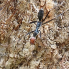 Leptomyrmex erythrocephalus at Coree, ACT - 16 Apr 2020