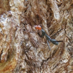 Leptomyrmex erythrocephalus at Coree, ACT - 16 Apr 2020