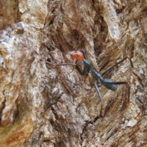 Leptomyrmex erythrocephalus at Coree, ACT - 16 Apr 2020