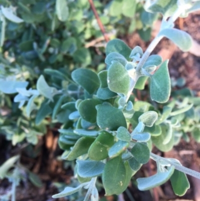 Einadia hastata (Berry Saltbush) at Hughes, ACT - 16 Apr 2020 by KL