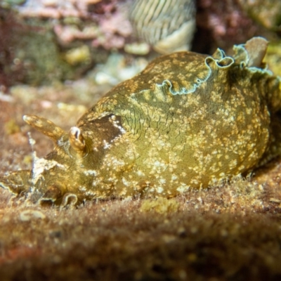 Aplysia sydneyensis at Tura Beach, NSW - 13 Apr 2020 by bdixon75