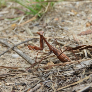 Pseudomantis albofimbriata at Kambah, ACT - 9 Apr 2020