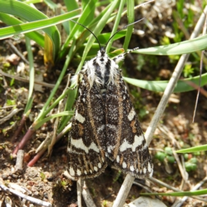 Apina callisto at Kambah, ACT - 14 Apr 2020