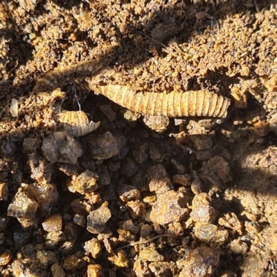 Diplopoda (class) (Unidentified millipede) at Lower Molonglo - 11 Apr 2020 by AaronClausen