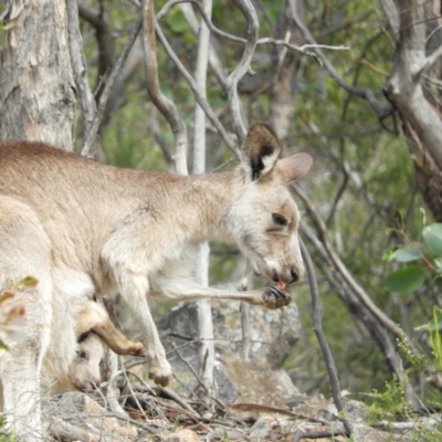 Macropus giganteus (Eastern Grey Kangaroo) at Mount Taylor - 14 Apr 2020 by MatthewFrawley