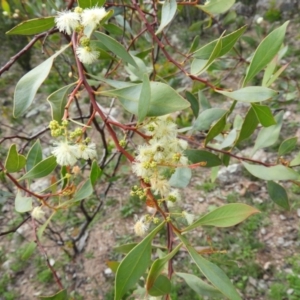 Acacia penninervis var. penninervis at Chifley, ACT - 14 Apr 2020 12:03 PM