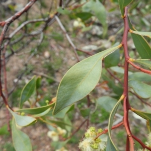 Acacia penninervis var. penninervis at Chifley, ACT - 14 Apr 2020