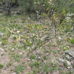 Acacia penninervis var. penninervis at Chifley, ACT - 14 Apr 2020