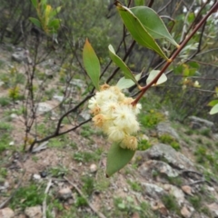 Acacia penninervis var. penninervis at Chifley, ACT - 14 Apr 2020