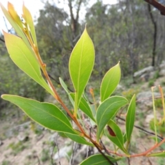 Acacia penninervis var. penninervis at Chifley, ACT - 14 Apr 2020