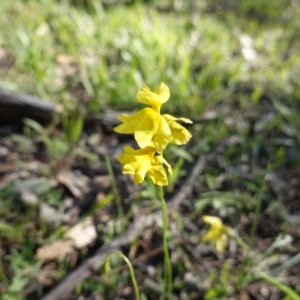 Goodenia pinnatifida at Red Hill, ACT - 16 Apr 2020