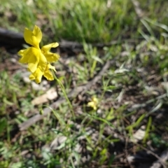 Goodenia pinnatifida at Red Hill, ACT - 16 Apr 2020