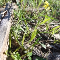 Goodenia pinnatifida at Red Hill, ACT - 16 Apr 2020