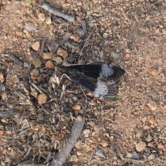 Uresiphita ornithopteralis (Tree Lucerne Moth) at Hughes, ACT - 16 Apr 2020 by JackyF