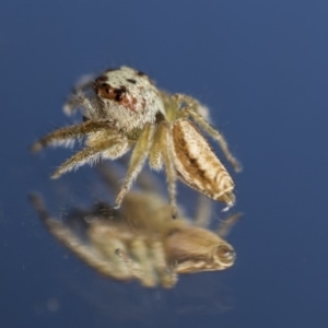 Opisthoncus sp. (genus) at Hawker, ACT - 12 Apr 2020