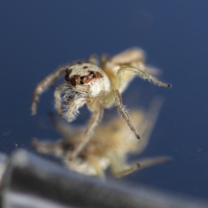 Opisthoncus sp. (genus) at Hawker, ACT - 12 Apr 2020