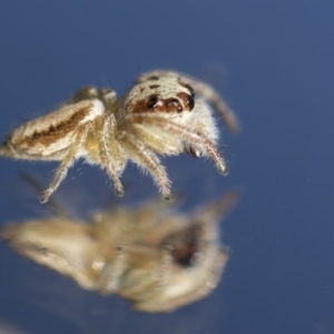 Opisthoncus sp. (genus) at Hawker, ACT - 12 Apr 2020