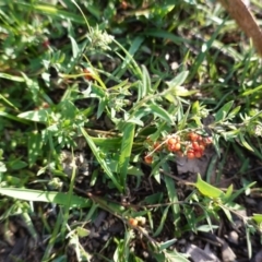 Einadia nutans (Climbing Saltbush) at Deakin, ACT - 16 Apr 2020 by JackyF