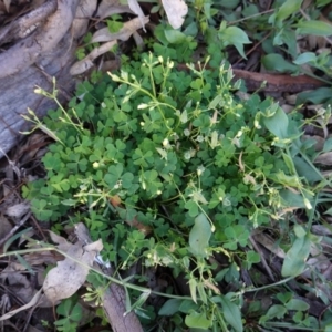 Oxalis thompsoniae at Hughes, ACT - 16 Apr 2020