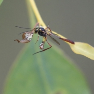 Ichneumonidae (family) at Dunlop, ACT - 7 Apr 2020 12:57 PM