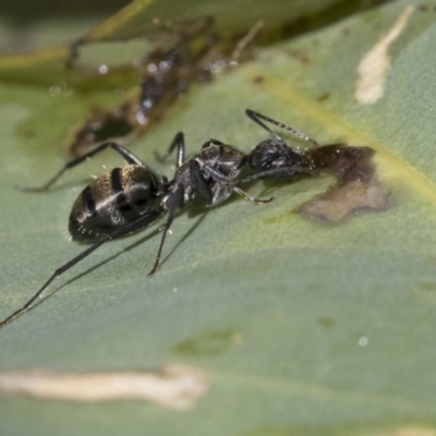 Camponotus aeneopilosus (A Golden-tailed sugar ant) at The Pinnacle - 7 Apr 2020 by AlisonMilton
