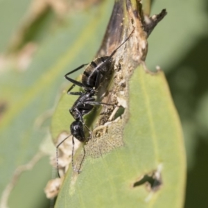 Camponotus aeneopilosus at Hawker, ACT - 7 Apr 2020