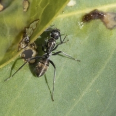 Camponotus aeneopilosus at Hawker, ACT - 7 Apr 2020 09:57 AM