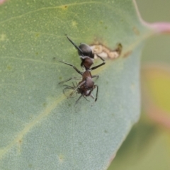 Myrmarachne sp. (genus) (Unidentified Ant-mimic jumping spider) at The Pinnacle - 7 Apr 2020 by AlisonMilton