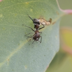 Myrmarachne (genus) (Unidentified Ant-mimic jumping spider) at Dunlop, ACT - 7 Apr 2020 by AlisonMilton