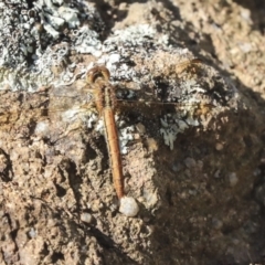 Diplacodes haematodes (Scarlet Percher) at The Pinnacle - 7 Apr 2020 by AlisonMilton