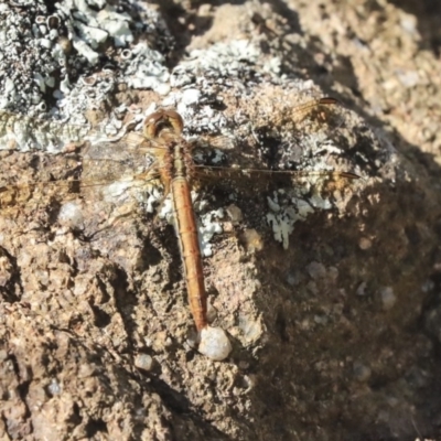 Diplacodes haematodes (Scarlet Percher) at The Pinnacle - 7 Apr 2020 by AlisonMilton