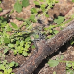 Diplacodes bipunctata (Wandering Percher) at Hawker, ACT - 7 Apr 2020 by AlisonMilton