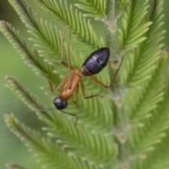 Camponotus consobrinus (Banded sugar ant) at The Pinnacle - 7 Apr 2020 by AlisonMilton