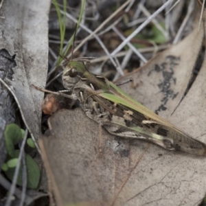 Oedaleus australis at Hawker, ACT - 7 Apr 2020