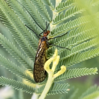 Chorista australis (Autumn scorpion fly) at Dunlop, ACT - 7 Apr 2020 by AlisonMilton