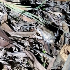 Limnodynastes dumerilii (Eastern Banjo Frog) at Penrose, NSW - 14 Apr 2020 by Aussiegall