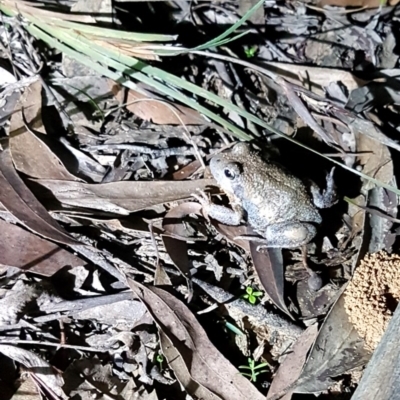 Limnodynastes dumerilii (Eastern Banjo Frog) at Penrose, NSW - 14 Apr 2020 by Aussiegall