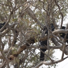 Corcorax melanorhamphos (White-winged Chough) at Michelago, NSW - 13 Jan 2020 by Illilanga