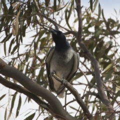 Coracina novaehollandiae (Black-faced Cuckooshrike) at Michelago, NSW - 19 Dec 2019 by Illilanga