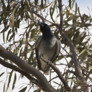 Coracina novaehollandiae at Michelago, NSW - 19 Dec 2019