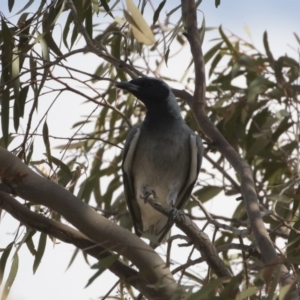 Coracina novaehollandiae at Michelago, NSW - 19 Dec 2019