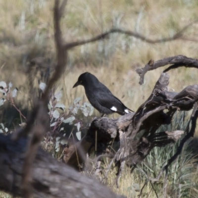 Strepera graculina (Pied Currawong) at Michelago, NSW - 24 Sep 2012 by Illilanga