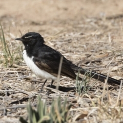 Rhipidura leucophrys (Willie Wagtail) at Illilanga & Baroona - 17 Nov 2019 by Illilanga