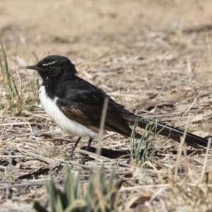 Rhipidura leucophrys at Michelago, NSW - 17 Nov 2019